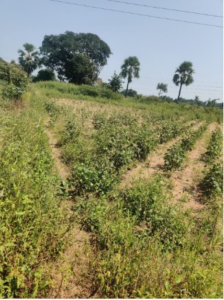 An image of land
