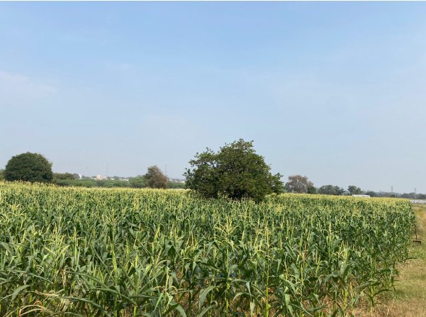 An image of land