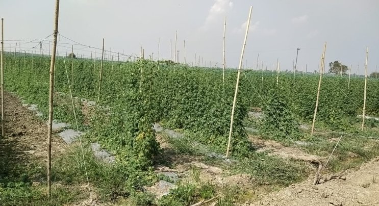 An image of land