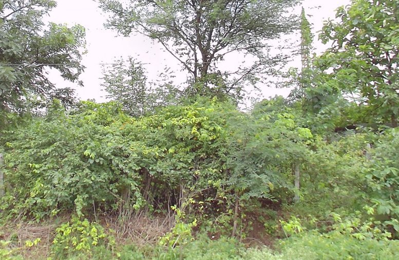 An image of land