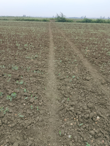 29 acres in Nalajanam Padu, Chandra Sekhara Puram