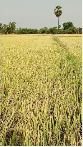 An image of land