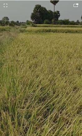 An image of land