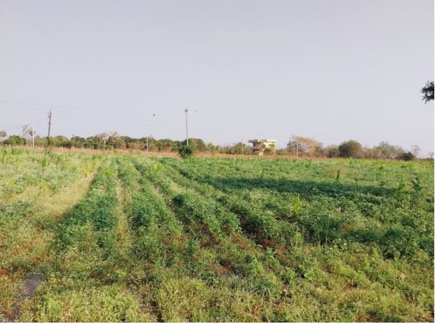 An image of land