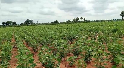 An image of land