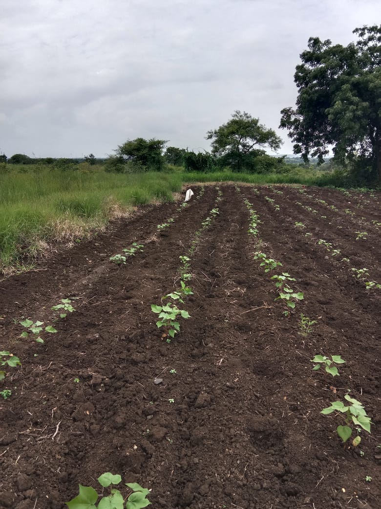 An image of land