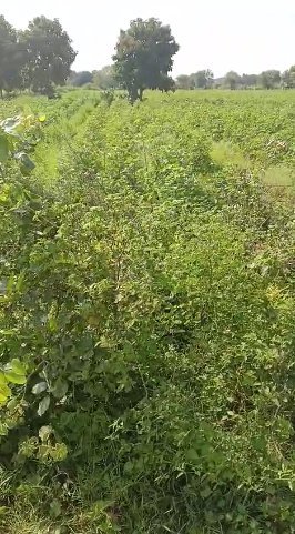 An image of land
