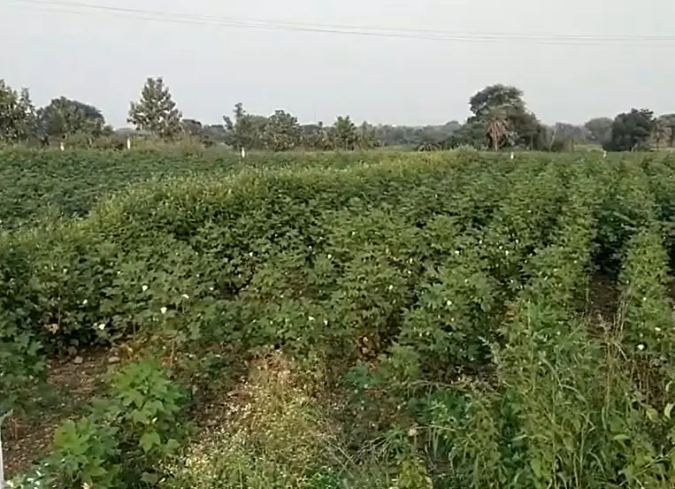 2 acres 13 guntas Land in Rajapur, Vikarabad - photo 1