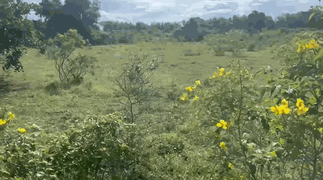3 acres 30 guntas Land in Mucherla, Ranga Reddy - photo 1