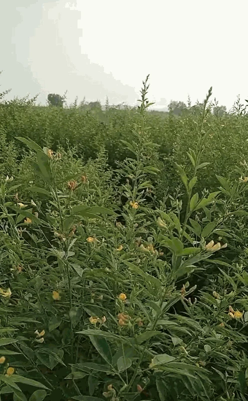 2 acres Land in Rangapur, Vikarabad - photo 1