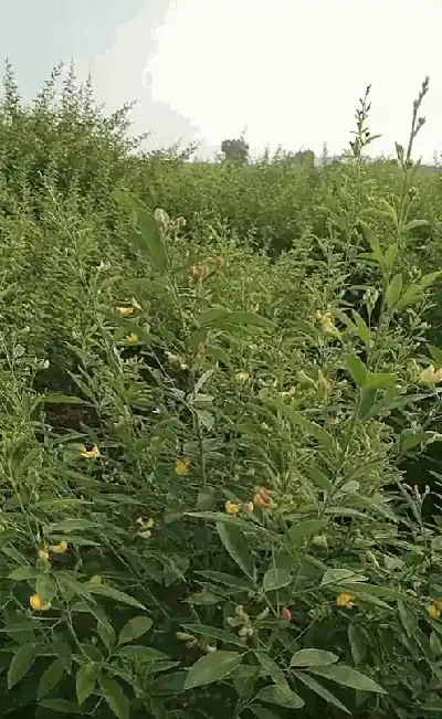 2 acres Land in Rangapur, Vikarabad - photo 2