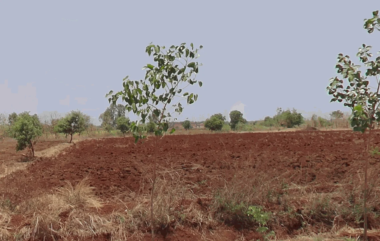 3 acres Land in Rejinthal, Sangareddy - photo 1
