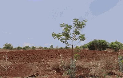 3 acres Land in Rejinthal, Sangareddy - photo 2
