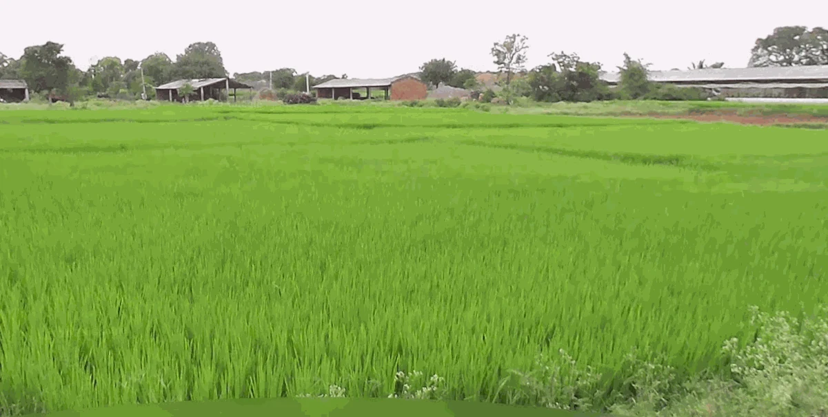 1 acre Land in Sarvaravulapalle, Ranga Reddy - photo 1