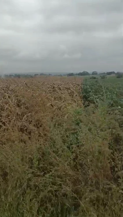20 guntas Land in Rapole, Vikarabad - photo 1