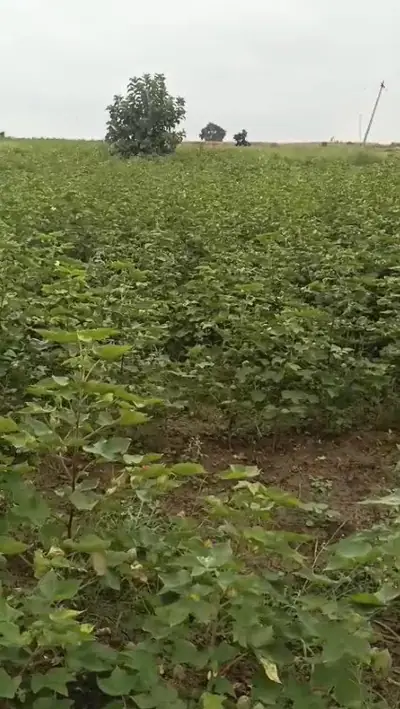 1 acre Land in Chityal, Vikarabad - photo 2