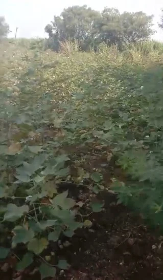 27 acres 29 guntas Land in Peddemul, Vikarabad - photo 2