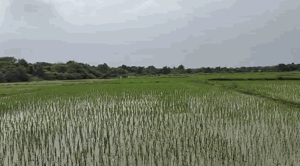 6 acres 28 guntas Land in Tunkikhalasa, Siddipet - photo 1