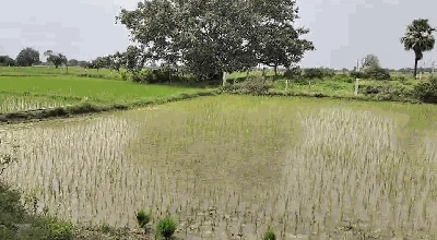 6 acres 28 guntas Land in Tunkikhalasa, Siddipet - photo 2