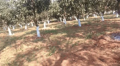 11 acres Land in Aliabad @ Adivimasjid, Siddipet - photo 2