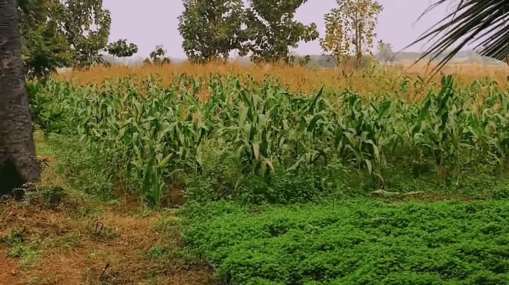 11 guntas Land in Gouraram, Siddipet - photo 1