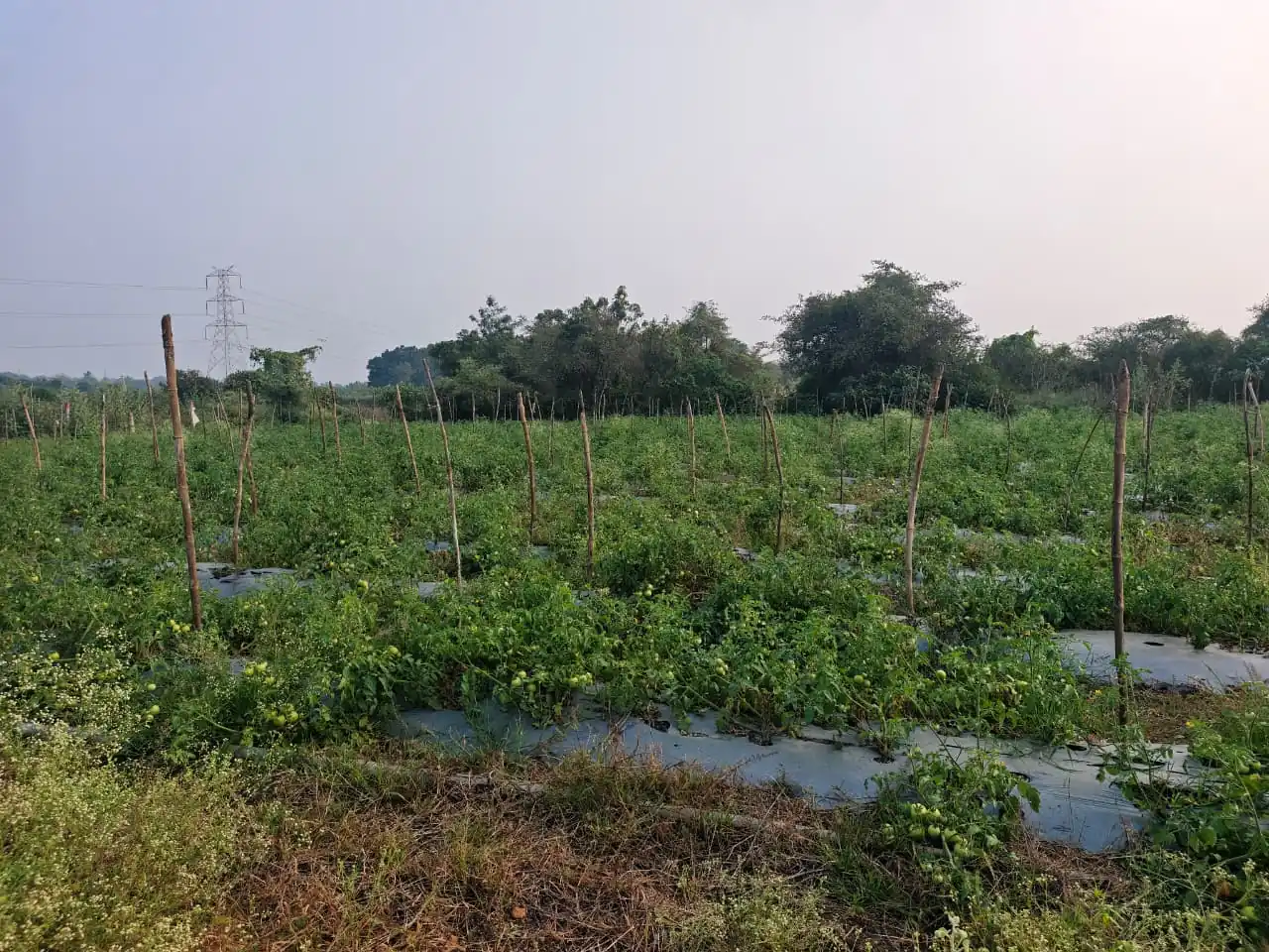 17 guntas Land in Allawada, Ranga Reddy - photo 1
