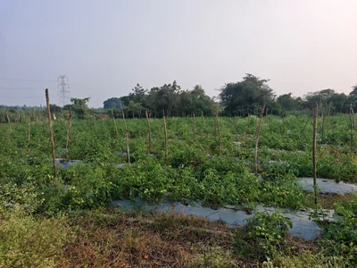 17 guntas Land in Allawada, Ranga Reddy - photo 2