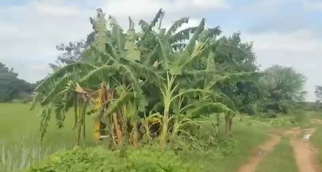 20 acres Land in Nanganur, Siddipet - photo 1
