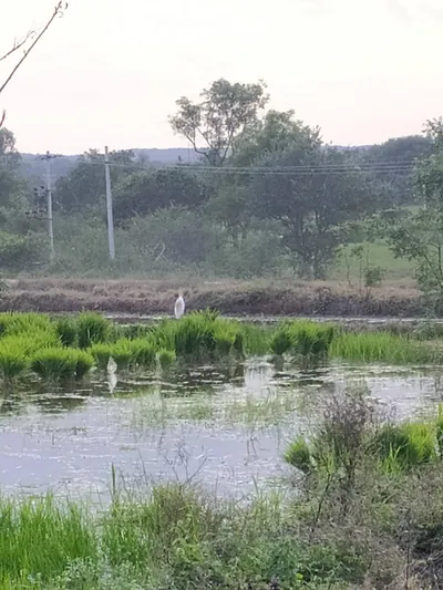 20 acres Land in Dhoolumitta, Siddipet - photo 2