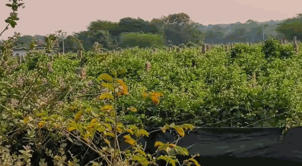 2 acres 14 guntas Land in Chilla Sagar, Siddipet - photo 1