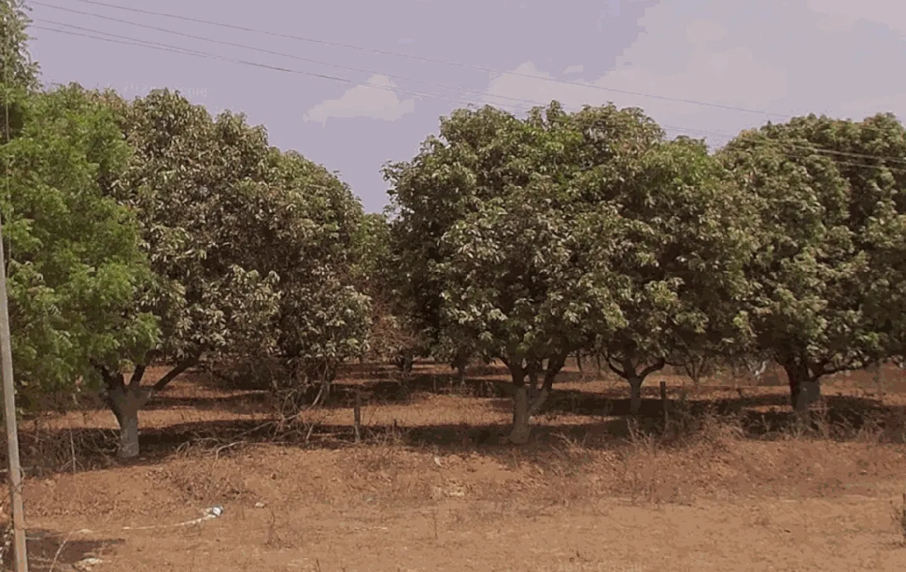 6 acres Land in Mylaram, Siddipet - photo 1