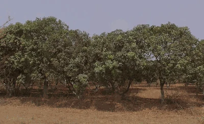 6 acres Land in Mylaram, Siddipet - photo 2