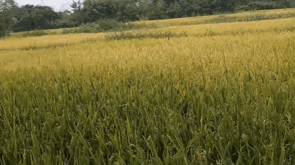 4 acres Land in Peddemul, Vikarabad - photo 1