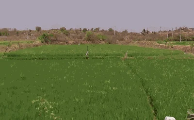 1 acre 0.5 gunta Land in Vardarajpur, Siddipet - photo 2