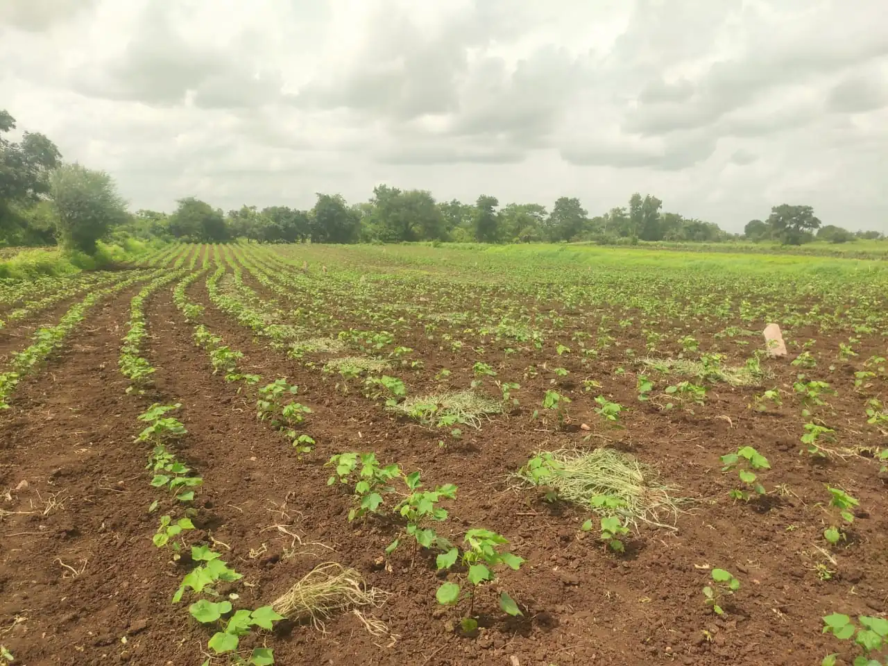 2 acres Land in Dharur, Vikarabad - photo 1