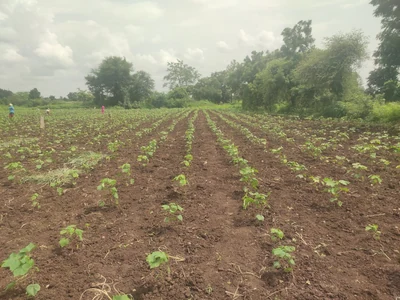 2 acres Land in Dharur, Vikarabad - photo 2