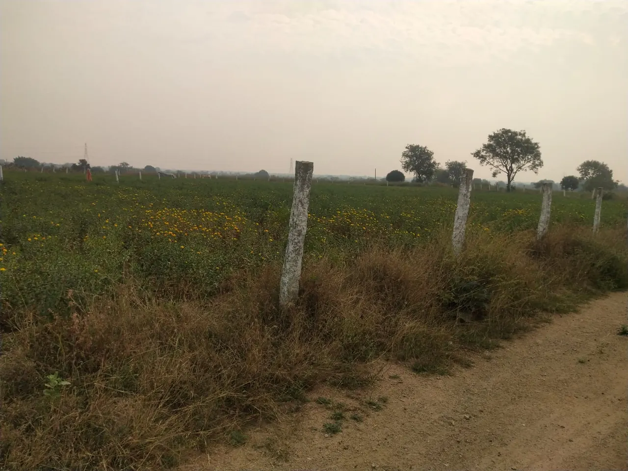 20 guntas Land in Damergidda, Ranga Reddy - photo 1