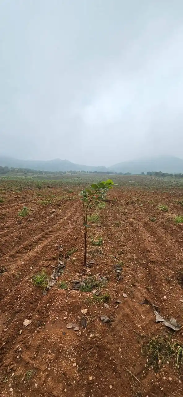 5 acres Land in Thimmanayanipalem, Sri Sathya Sai - photo 1