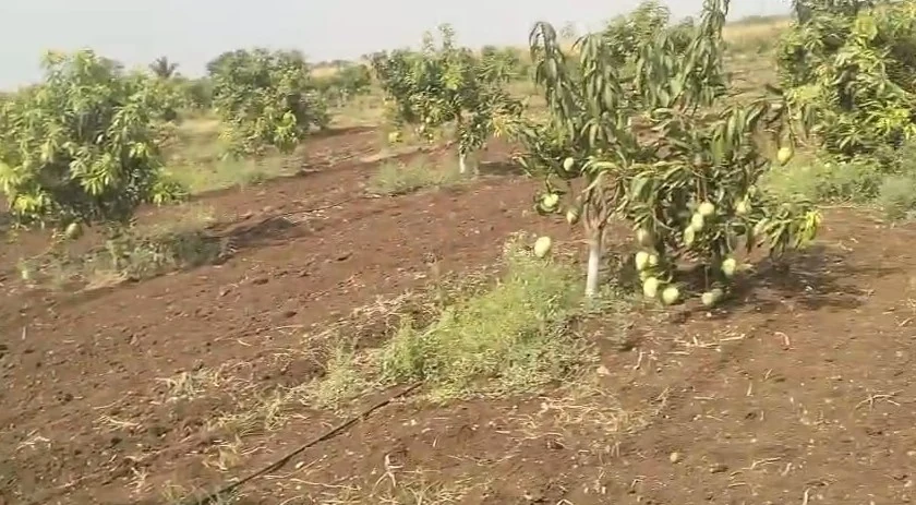 4 acres 19 guntas Land in Godgar Palle, Sangareddy - photo 1