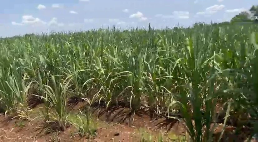 1 acre 20 guntas Land in Hadnur, Sangareddy - photo 1