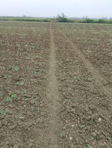 29 acres Land in Nalajanam Padu, Prakasam - photo 1