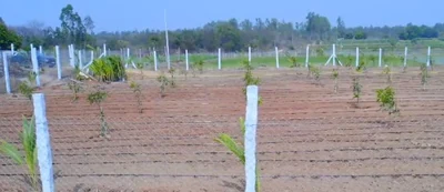 2 acres 10 guntas Land in Narsampalle, Siddipet - photo 2