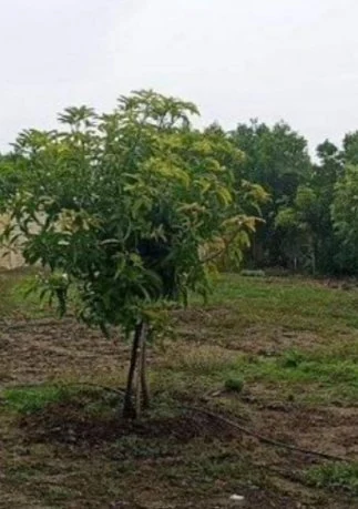 12 guntas Land in Malkapur, Ranga Reddy - photo 3