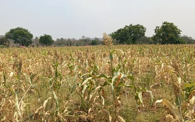 1 acre 39 guntas Land in Ebbanoor, Vikarabad - photo 3