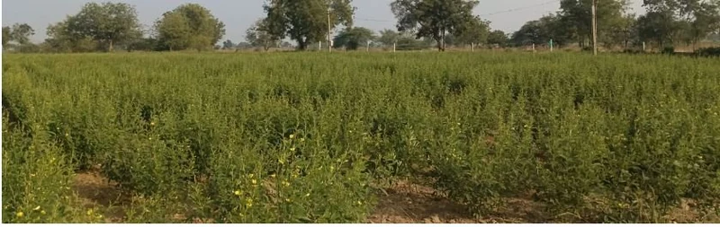 2 acres Land in Kamalapur, Vikarabad - photo 1