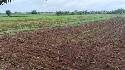 5 acres Land in Godegarpalle (Patti Dhanasiri), Sangareddy - photo 3