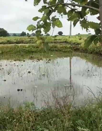 2 acres 6 guntas Land in Pargi, Vikarabad - photo 1