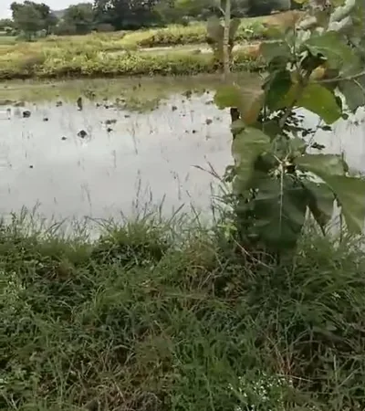 2 acres 6 guntas Land in Pargi, Vikarabad - photo 2
