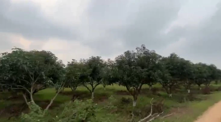 14 acres 19 guntas Land in Damarakunta, Siddipet - photo 1