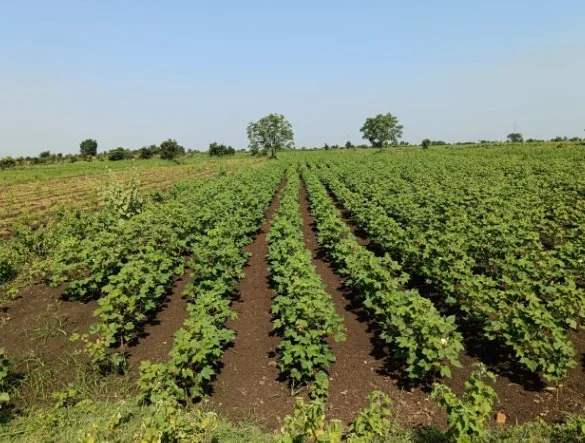 7 acres 19 guntas Land in Kokat, Vikarabad - photo 1